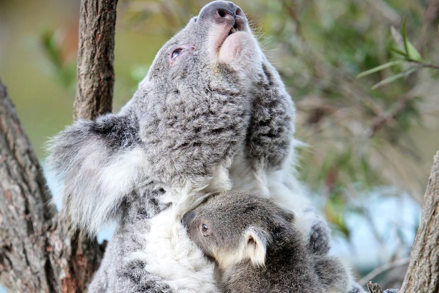 Koalas mother and baby