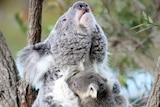 A koala in a tree, with a joey clinging to it, looks upwards.