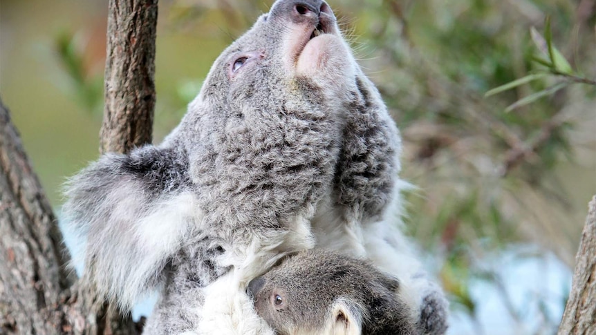 A koala in a tree, with a joey clinging to it, looks upwards.