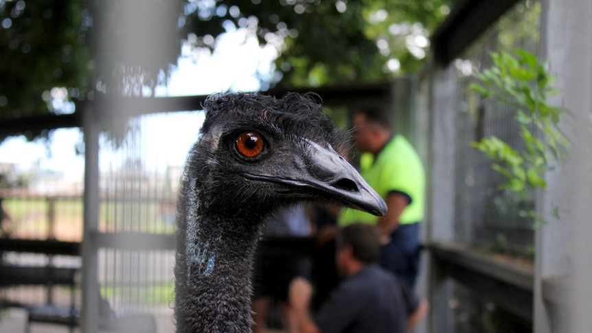 Jimmy the emu has been looking for a new enclosure mate for the last six months.