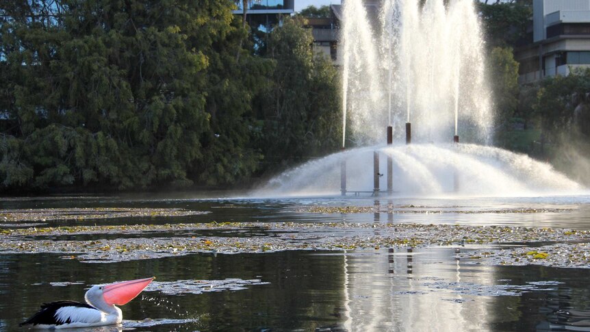 A pelican moves across one of the lakes at the University of Queensland campus at St Lucia.