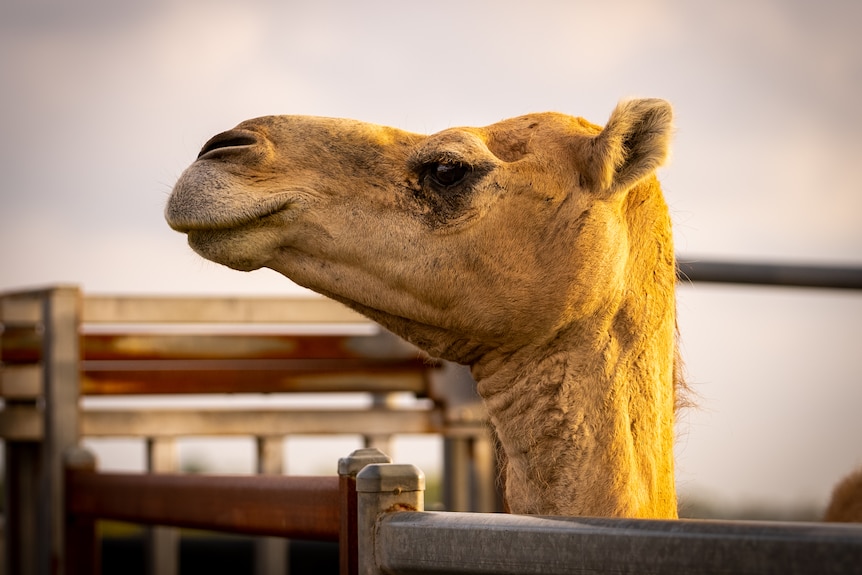 Photo of a face of a camel.
