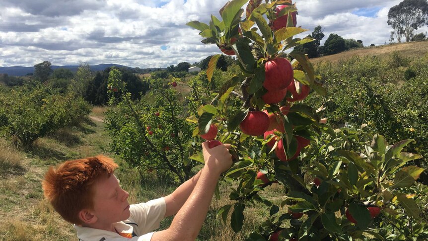 Will Farquhar picks apples in the family's orchard in the Tamar Valley in Tasmania.