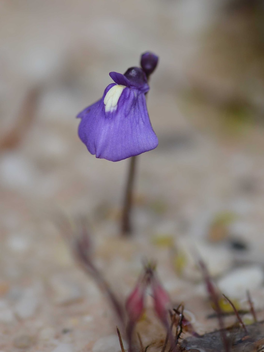 A small dark purple flower with a pale yellow streak in the centre