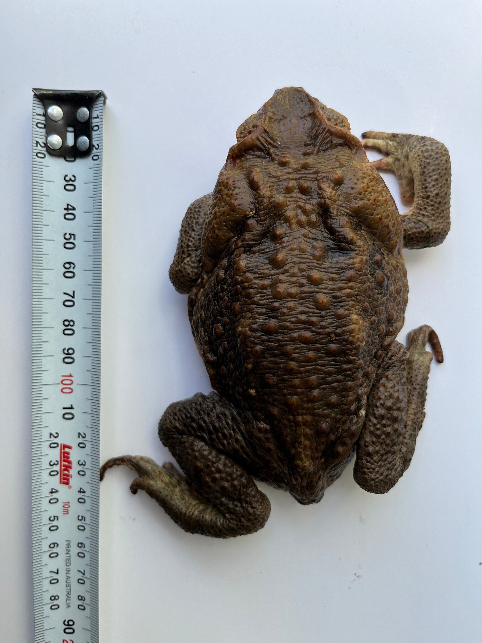 A cane toad next to a measuring tape, measuring almost 15 centimetres long.
