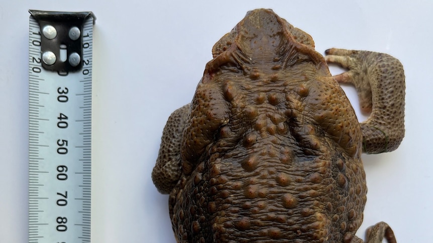 A cane toad next to a measuring tape, measuring almost 15 centimetres long.