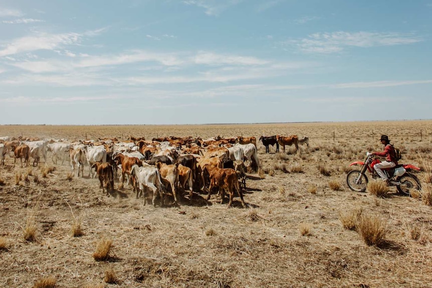 Image of cattle being herded by a man on a motorbike on dry land