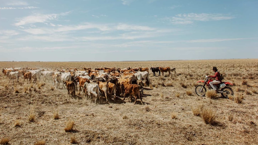 Image of cattle being herded by a man on a motorbike on dry land