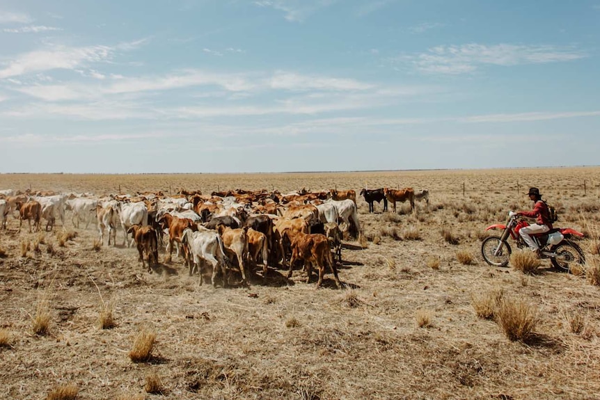 cattle mustering