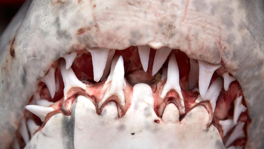 A close up image of shark teeth, taken from beneath the shark so the teeth are the main focus of the image. 