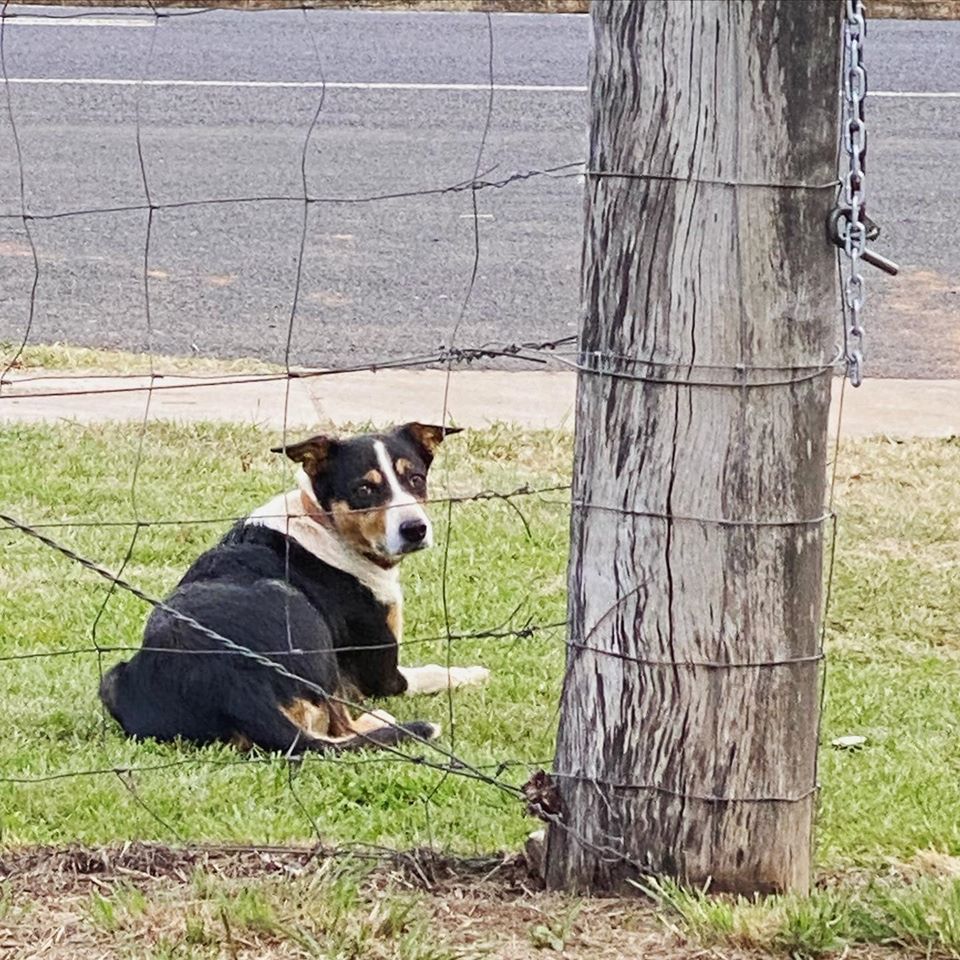 Microchip saves the day after dog's twomonth adventure in outback