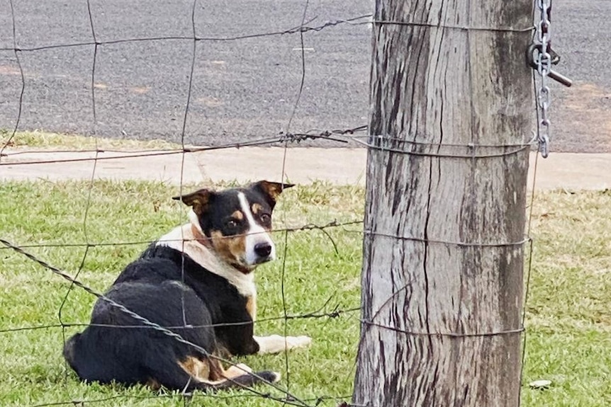 A dog sits on grass behind a fence