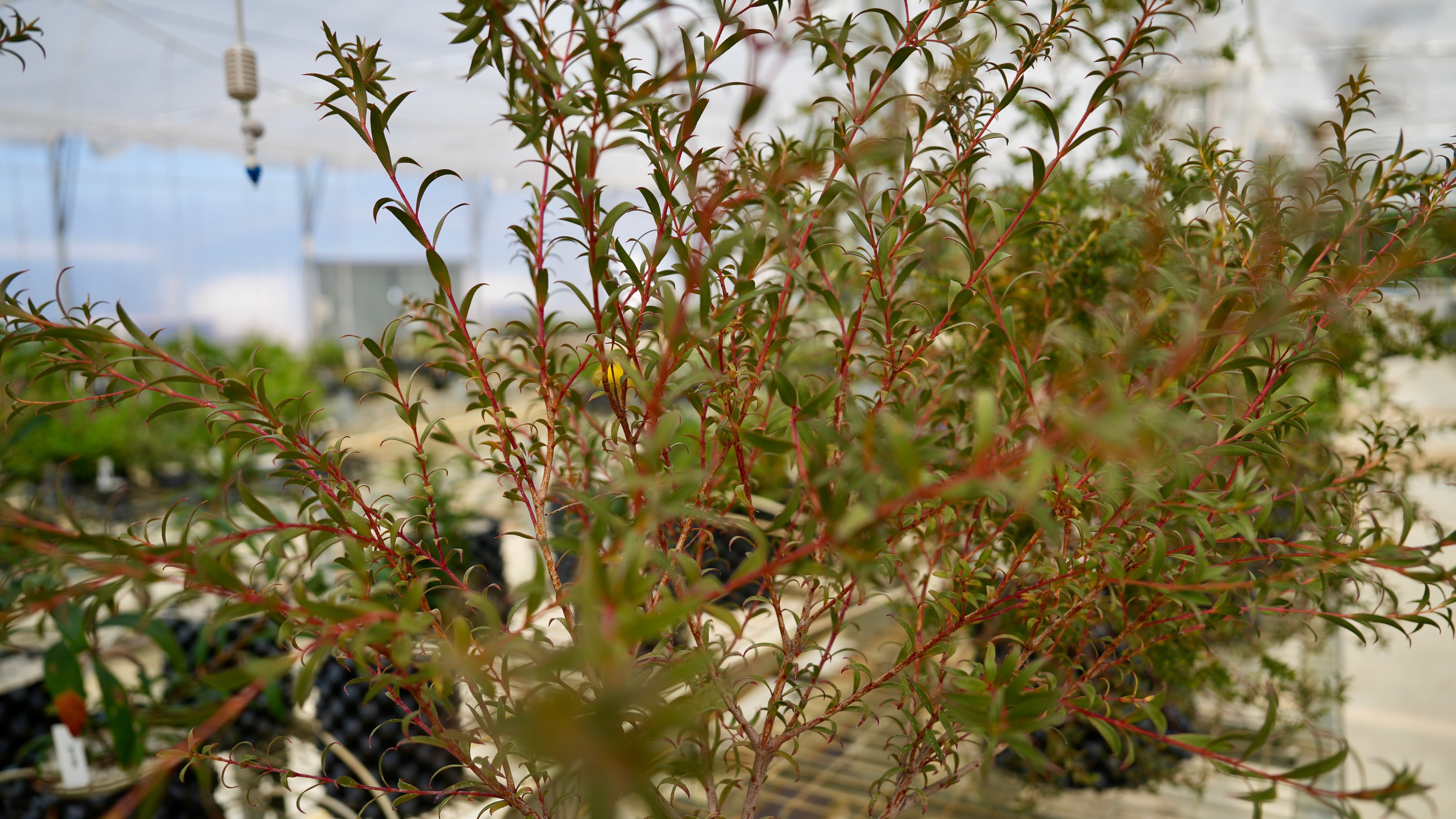 A close up of a gum tree being grown.