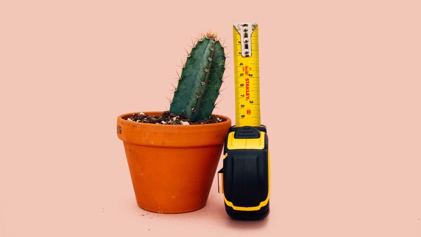 A cactus in a small pot next to a measuring tape