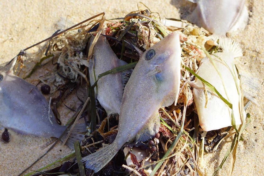 Some fish found at Seaspray were still squirming in the sand.