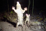 2 female quolls, one of which is standing while the other looks on