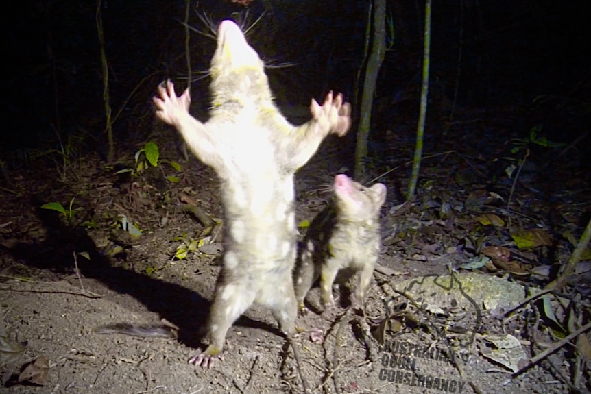 2 female quolls, one of which is standing while the other watches