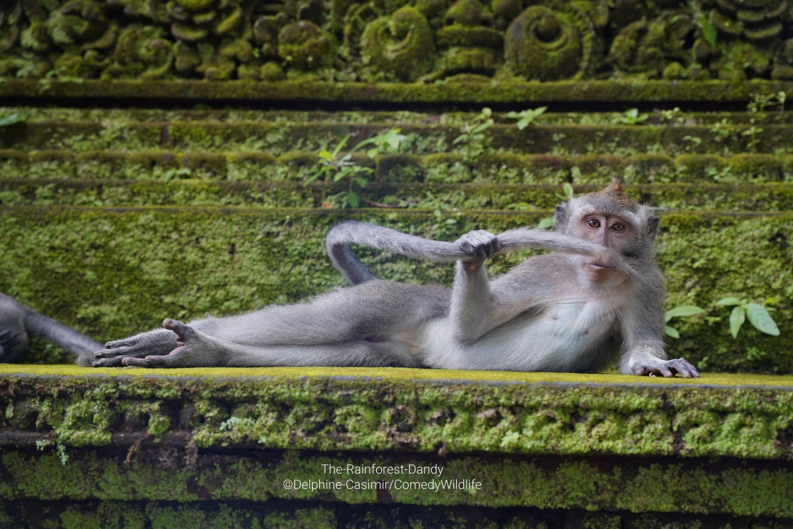 A monkey lying down holding its tail on a green, mossy step