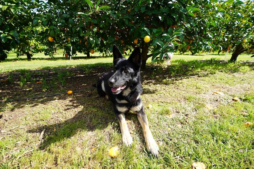 A dog laying on the grass in front of a citrus orchard