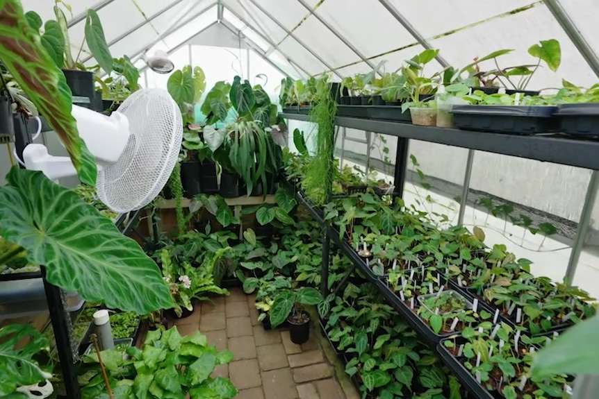 A green house lined with plants