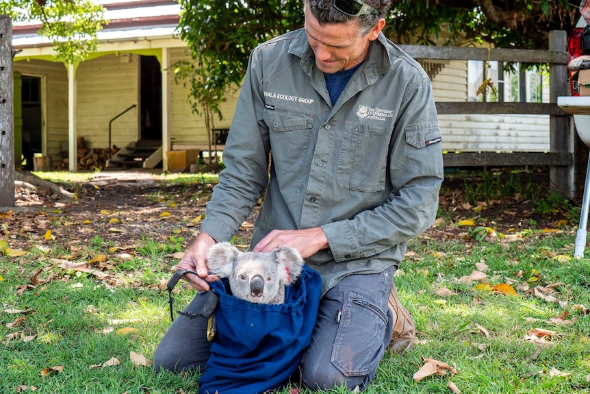 Dr FitzGibbon looking at a koala.