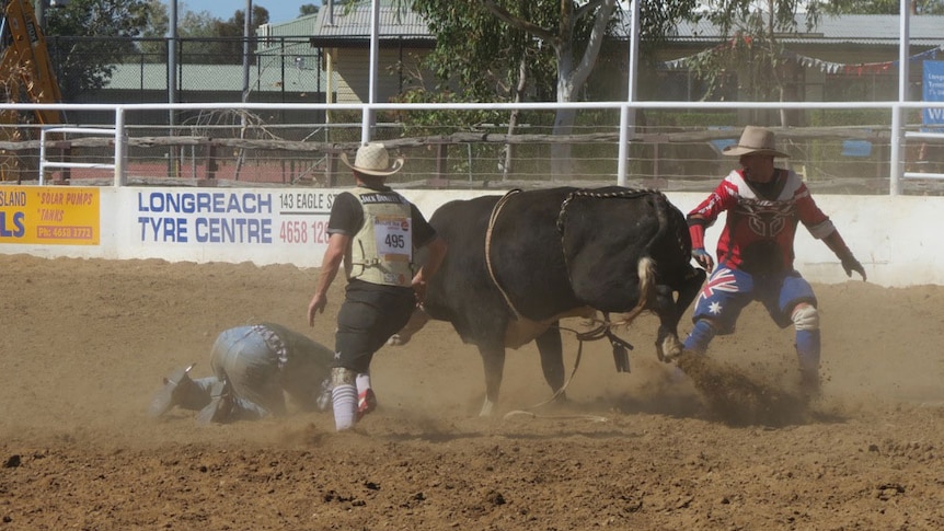 Rodeo clowns protect bull-rider at Longreach rodeo school in central-west Qld in August 2013
