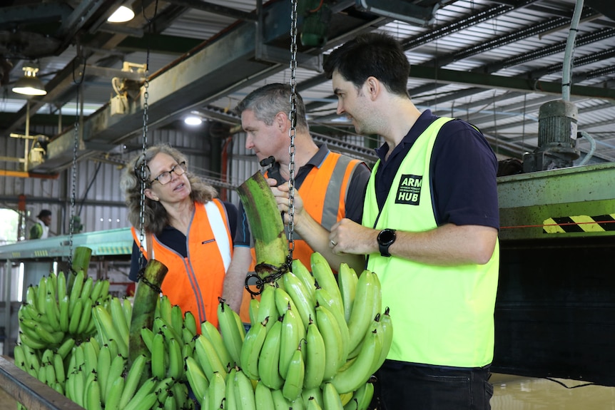 A woman and two men all looking at eachother stand in front of banana stems in a banana packing shed