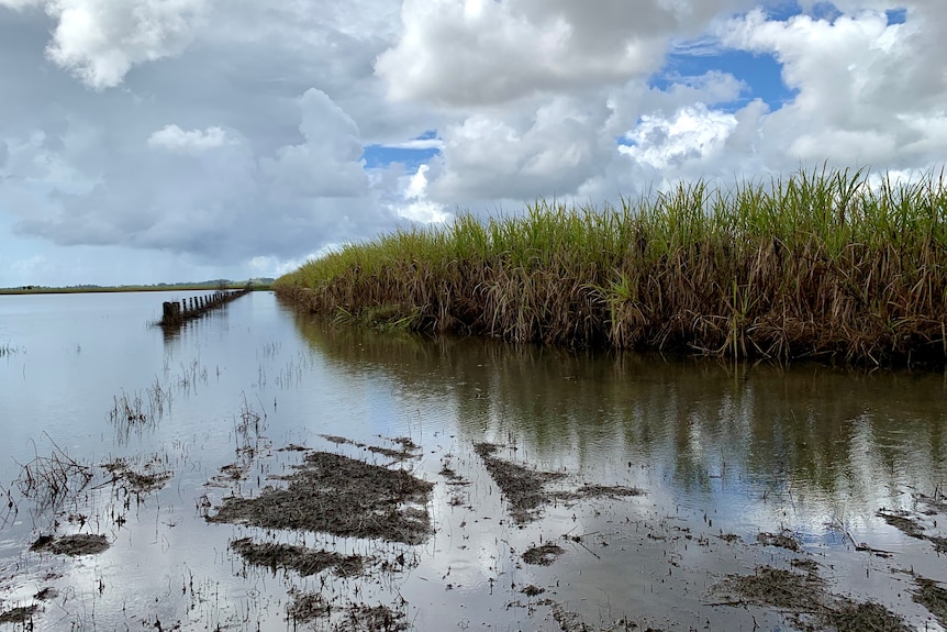 A cane crop surrounded by flood water.