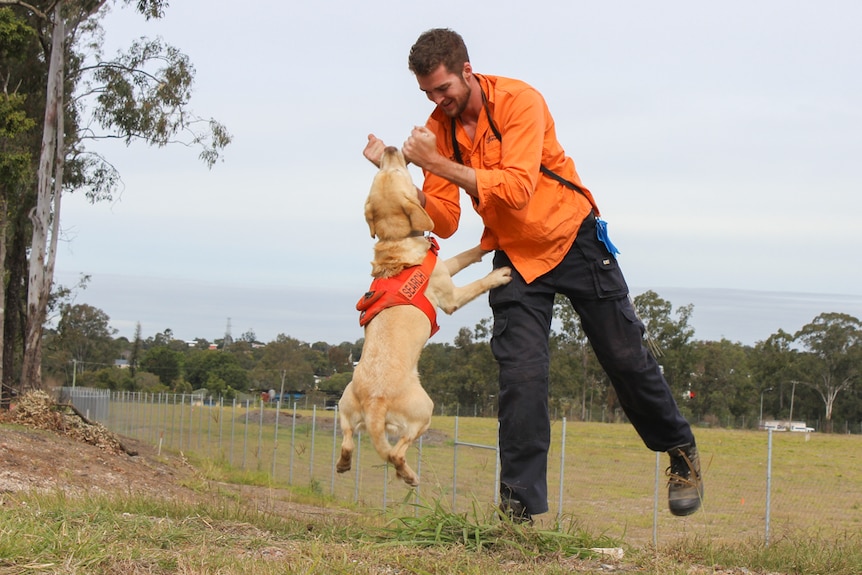 Canon the sniffer dog plays with his handler after finding a fire ant nest.