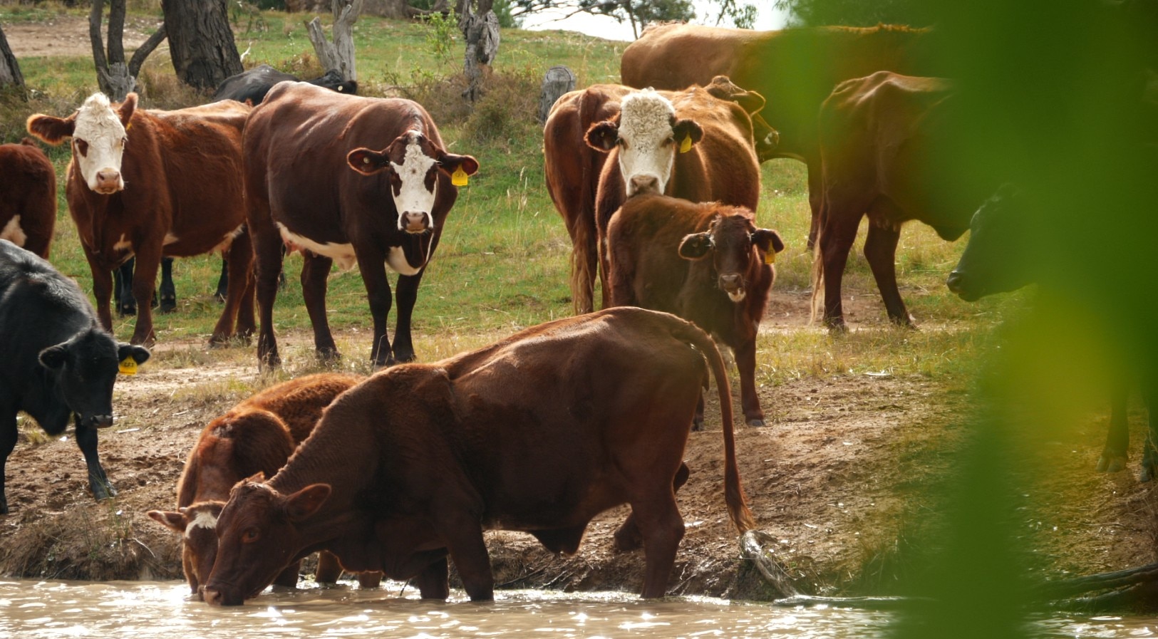 Experts suspect state policy is putting some farmers in artificial drought — WellsTrack