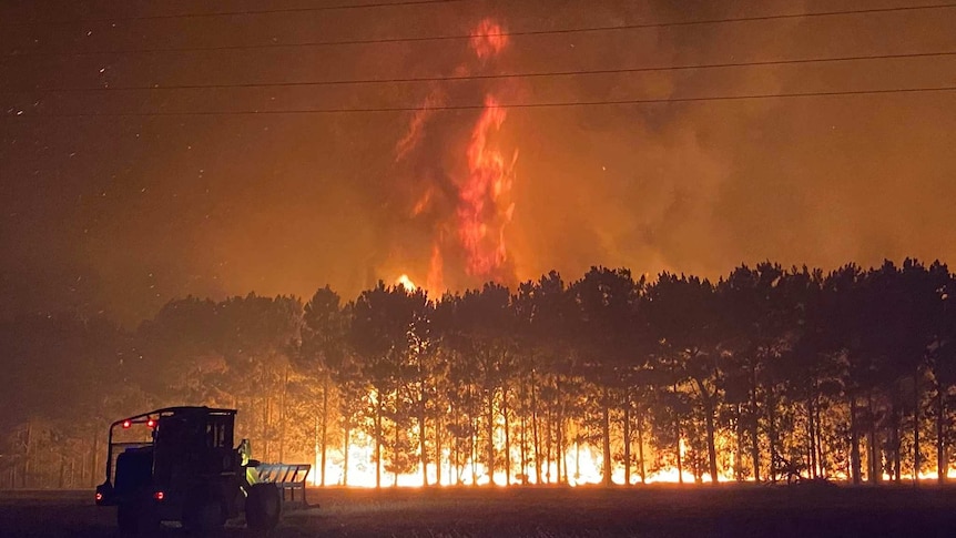 A pine plantation engulfed in flames with a tornado of fire at the top of the tree canopy.