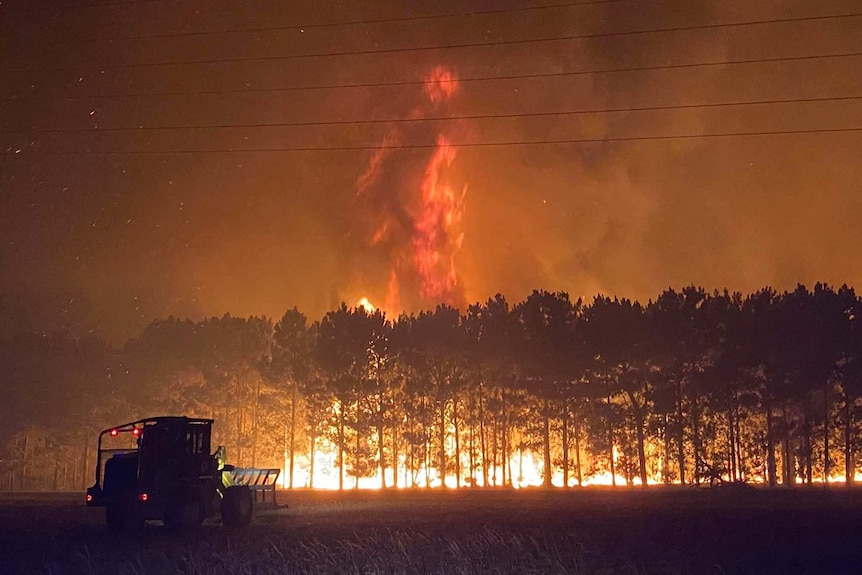 A pine plantation engulfed in flames with a tornado of fire at the top of the tree canopy.