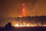 A pine plantation engulfed in flames with a tornado of fire at the top of the tree canopy.