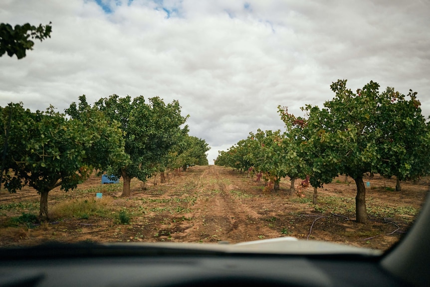 The interior of a car looking out on a country road between fruit trees.