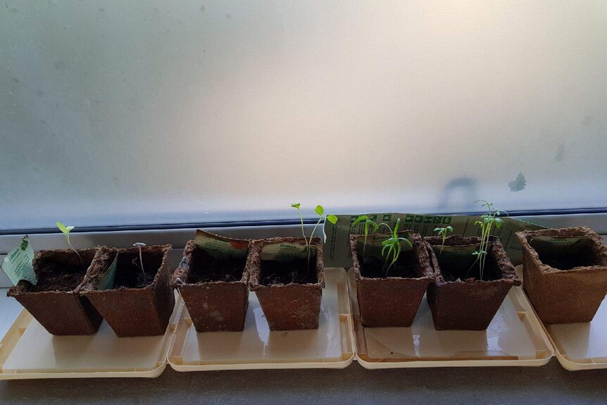 Seeds are in the early stages of growing in little pots near a window.