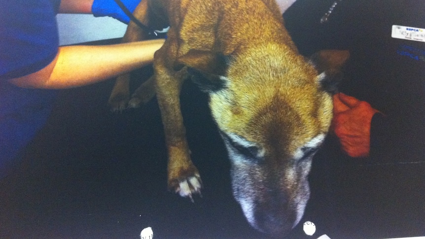 Dog found by inspectors in Canberra to be in an emaciated state, 2012
