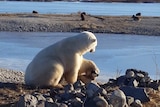 Polar bear pats dog in Canada