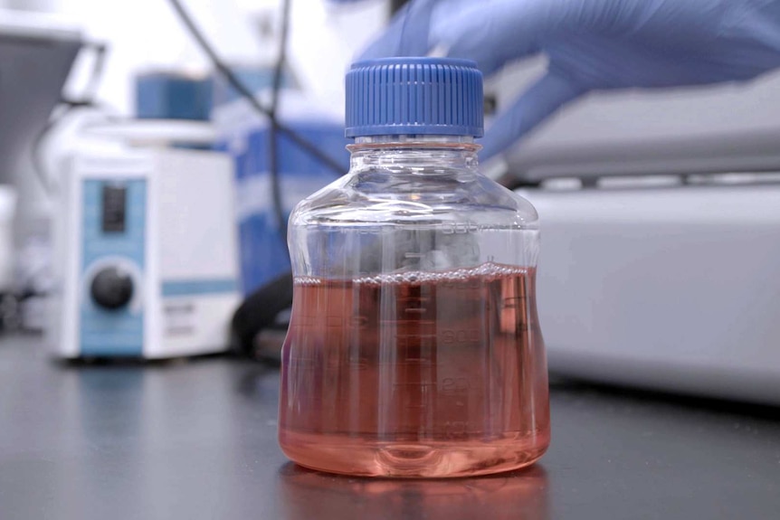 Foetal Bovine Serum is harvested from bovine foetuses taken from pregnant cows.