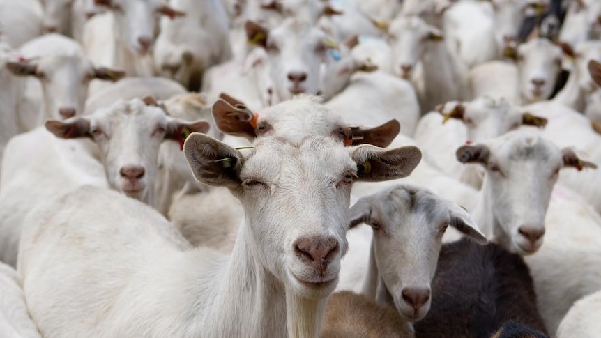 A group of largely white goats, with a brown goat and a black goat in the bottom right.