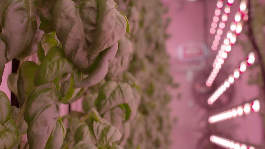 Plant leaves glow under growing light in modular farm