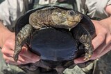 A man holds a turtle up close to the camera