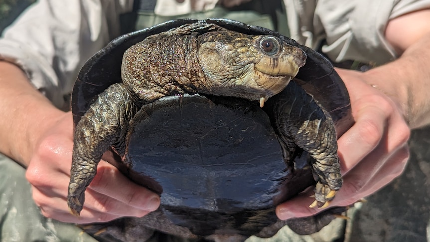A man holds a turtle up close to the camera