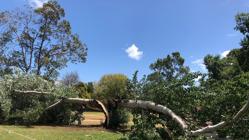A fallen tree split in half at a park.