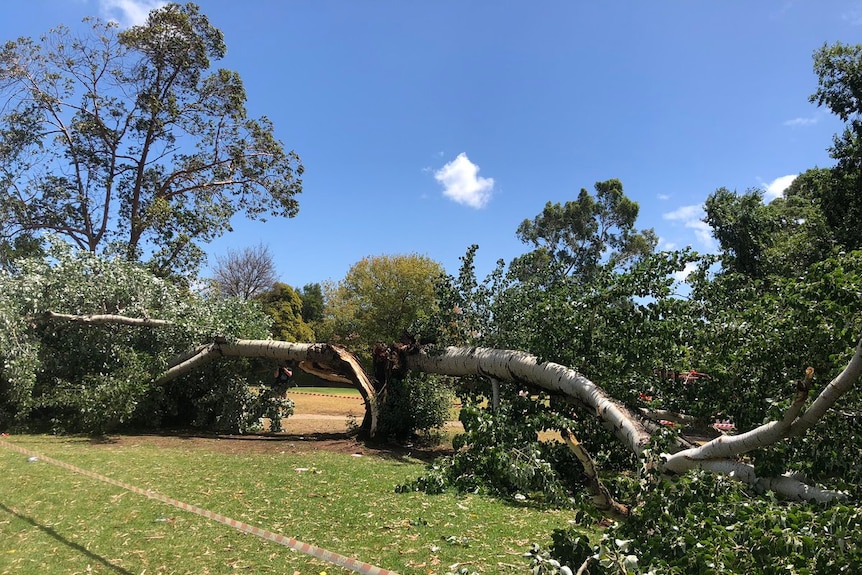 A fallen tree split in half at a park.