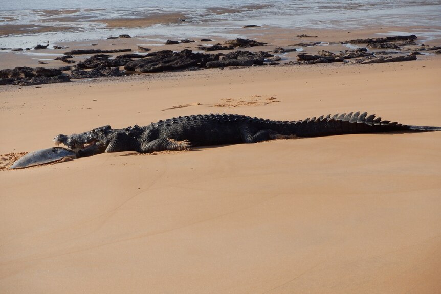 A crocodile eats a Flatback turtle on a beach