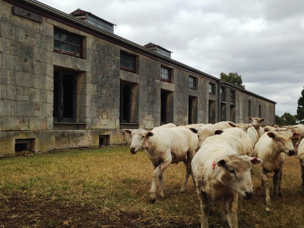 Freshly shorn sheep walk past a brick building.