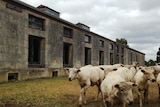 Freshly shorn sheep walk past a brick building.