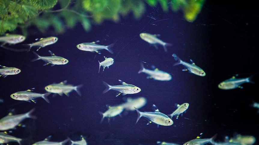 A school of tiny silver fish in a tank at the University of Sydney's Animal Behaviour Lab.