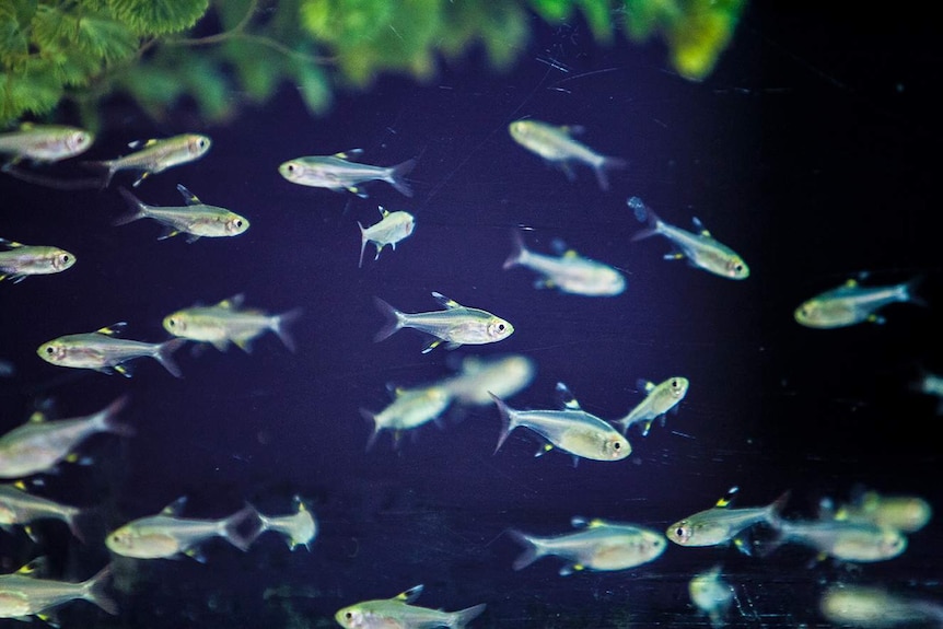 A school of tiny silver fish in a tank at the University of Sydney's Animal Behaviour Lab.