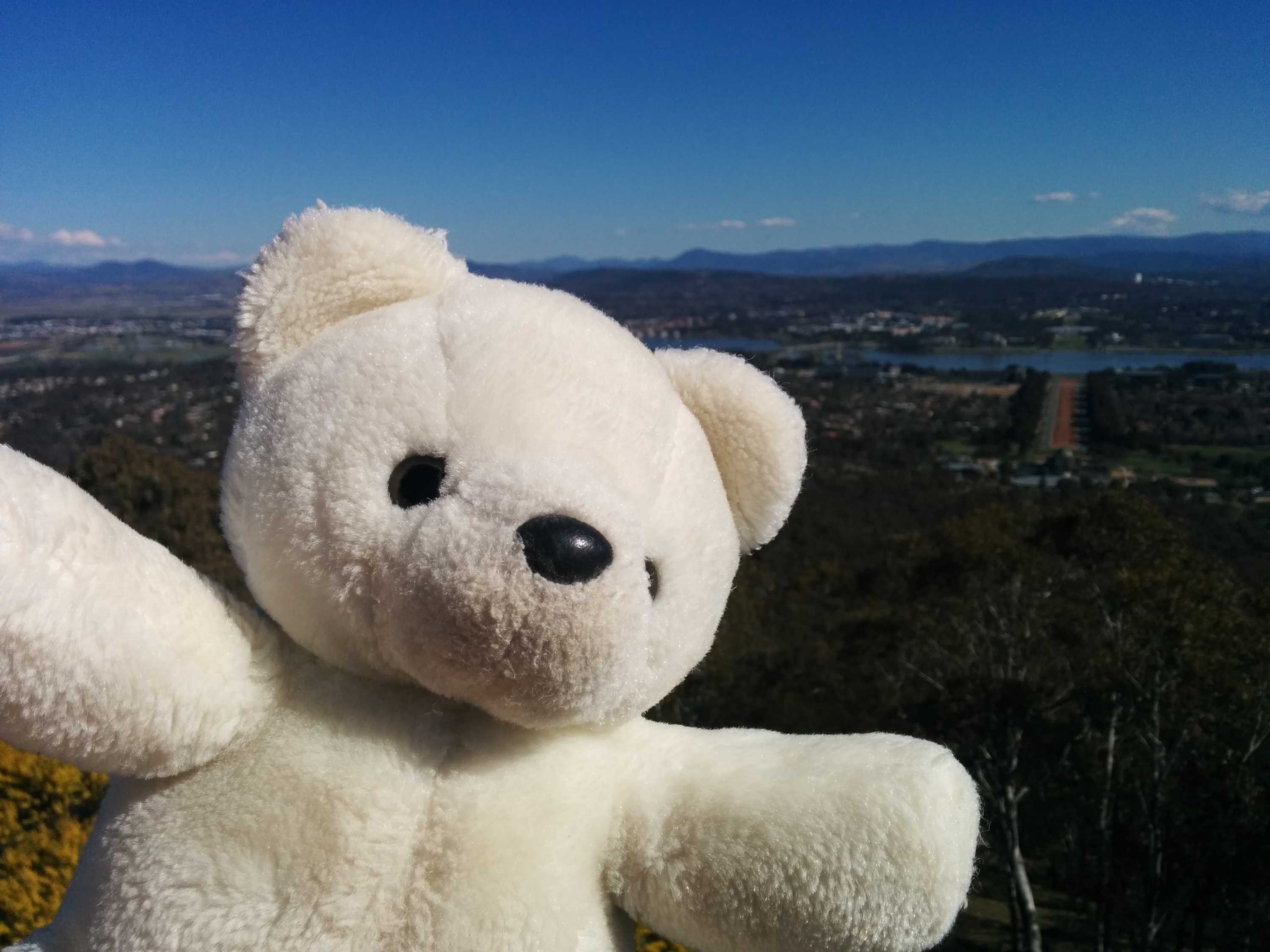 Lost teddy bear's Canberra adventure captured on camera by helpful